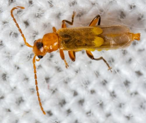 Réf. 300 598 : Malthininae inconnu