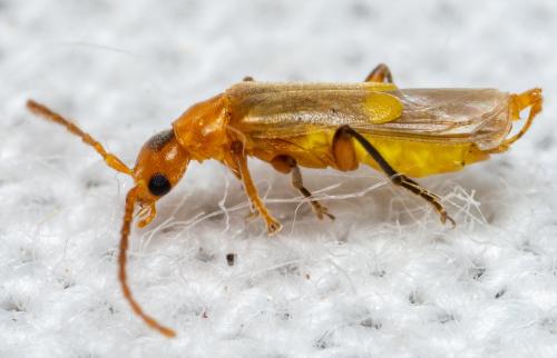 Réf. 300 600 : Malthininae inconnu