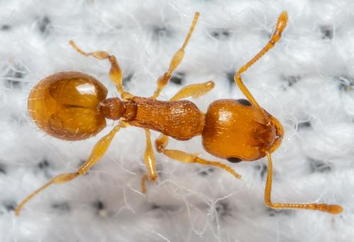 Réf. 300 948 : Temnothorax sp.