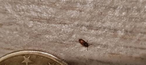 Réf. 300 732 : Tribolium sp.