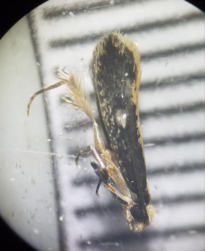 Réf. 300 972 : Monopis crocicapitella