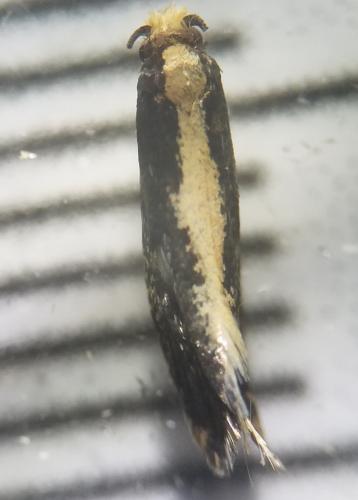 Monopis crocicapitella