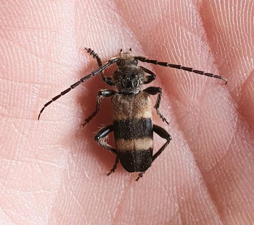 Semanotus laurasii
