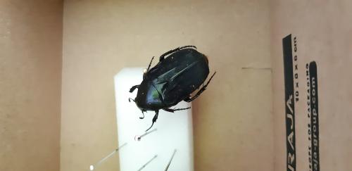 Réf. 300 939 : Cetoniinae inconnu