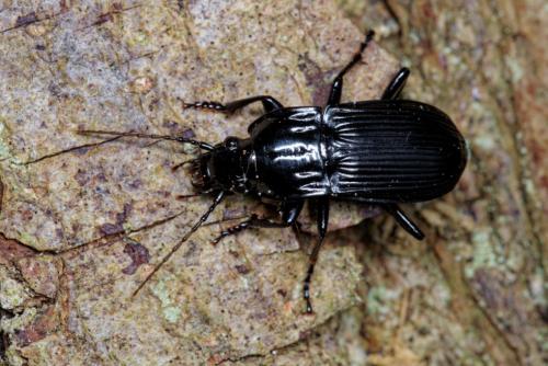 Réf. 300 474 : Abax parallelepipedus