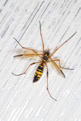 Ctenophora elegans