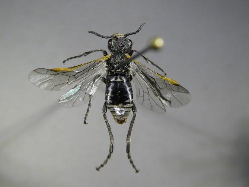 Sciapteryx costalis