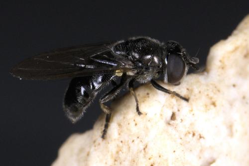 Pipizella sp.