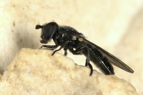 Pipizella sp.