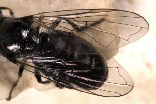 Pipizella sp.