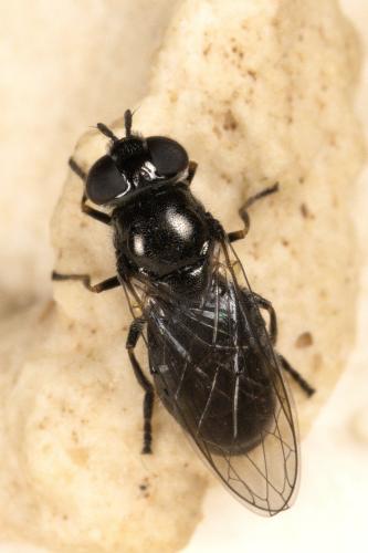 Réf. 300 774 : Pipizella sp.