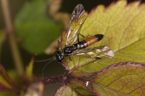Réf. 300 993 : Emphytus rufocinctus