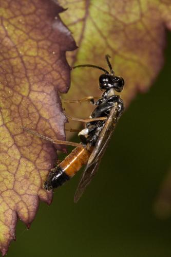 Réf. 300 994 : Emphytus rufocinctus