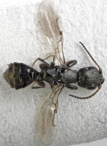 Réf. 300 412 : Bethylus linaetus