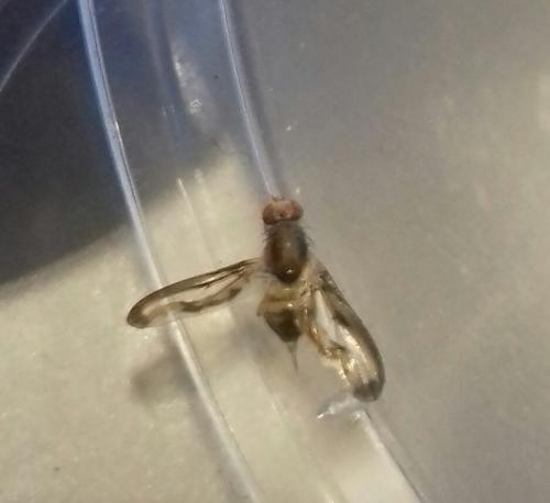 Toxoneura muliebris