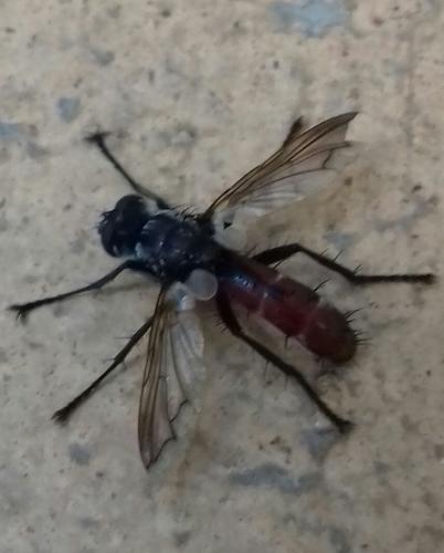 Réf. 300 544 : Cylindromyia bicolor