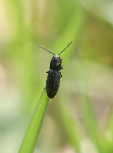 Réf. 300 792 : Cidnopus sp.