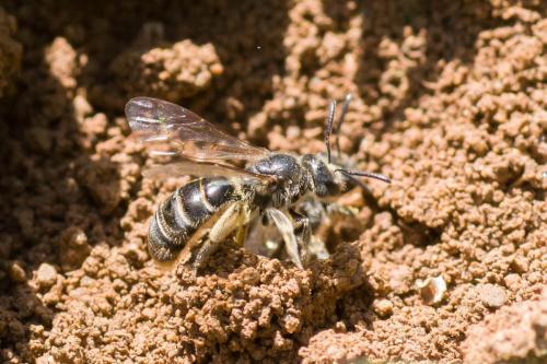 Réf. 300 897 : Lasioglossum marginatum