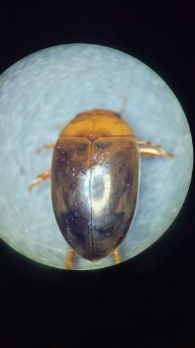 Réf. 300 976 : Agabus brunneus