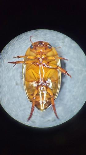 Réf. 300 975 : Agabus brunneus