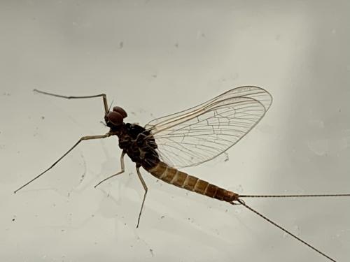 Baetis sp.
