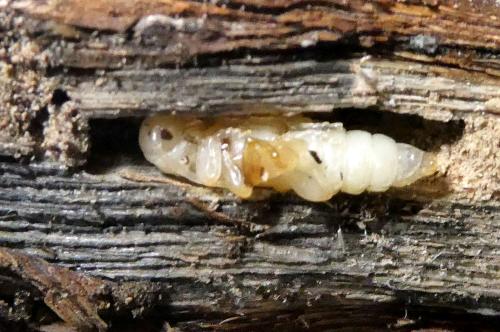 Réf. 300 853 : Poecilium fasciatum