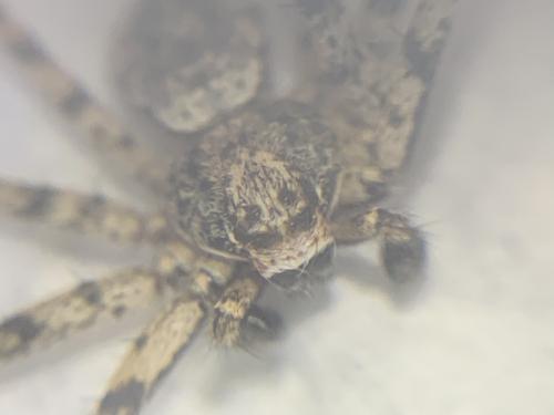 Philodromus margaritatus