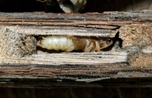 Réf. 300 854 : Poecilium fasciatum