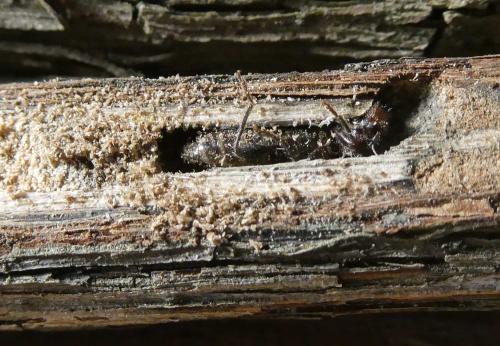 Réf. 300 873 : Poecilium fasciatum