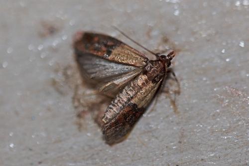 Réf. 300 793 : Plodia interpunctella