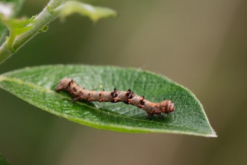 Réf. 300 924 : Phigalia pilosaria