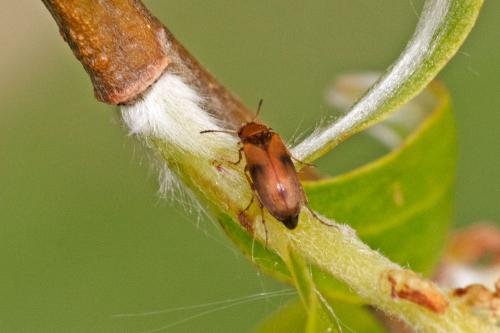 Réf. 300 920 : Anaspis maculata