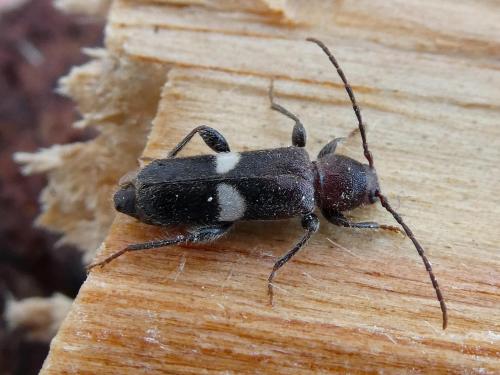 Réf. 300 915 : Poecilium fasciatum