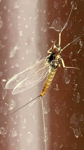 Réf. 300 659 : Baetis sp.