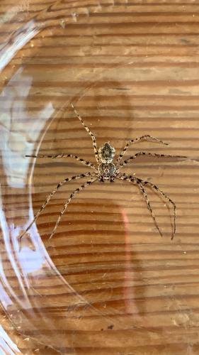 Philodromus margaritatus