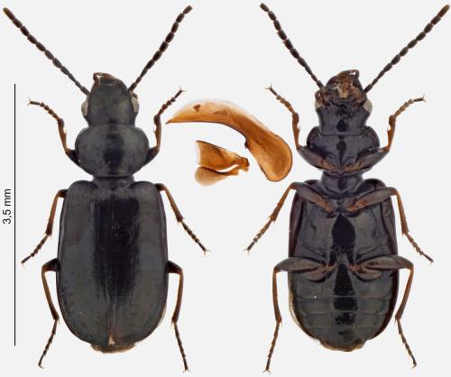 Amblystomus niger