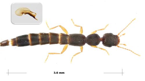 Réf. 300 674 : Astenus sp.