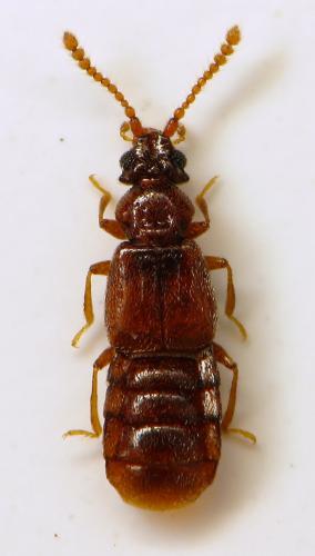 Réf. 300 518 : Faronus lafertei