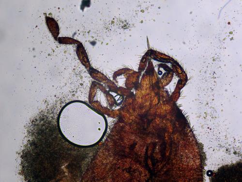 Abrolophus rubipes
