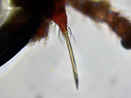 Abrolophus rubipes