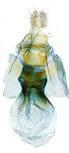Réf. 300 389 : Aethes bilbaensis