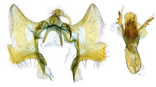 Réf. 300 388 : Aethes bilbaensis