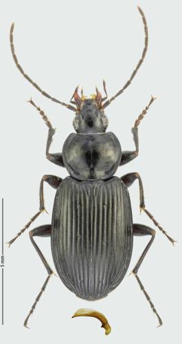 Réf. 300 118 : Agonum afrum