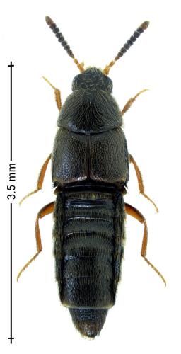 Haploglossa villosula
