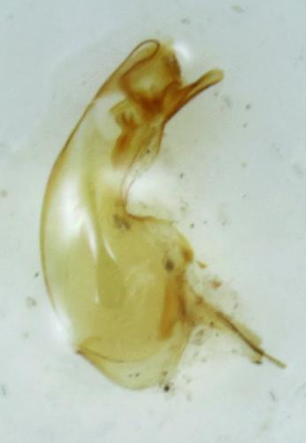 Réf. 300 890 : Haploglossa villosula