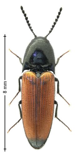 Ampedus elongatulus