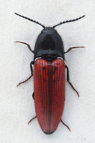 Réf. 300 129 : Ampedus quercicola