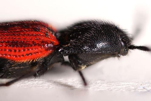 Réf. 300 130 : Ampedus quercicola