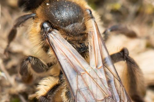 Réf. 300 163 : Andrena bimaculata