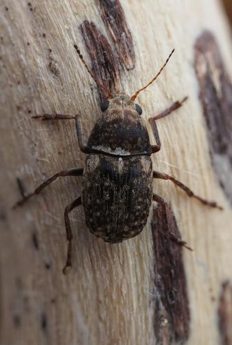 Araecerus fasciculatus